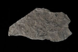 CAMPAGNE LEWARDE 2024_SESSION 2