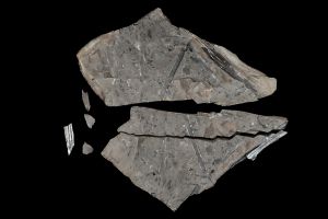 CAMPAGNE LEWARDE 2024_SESSION 2